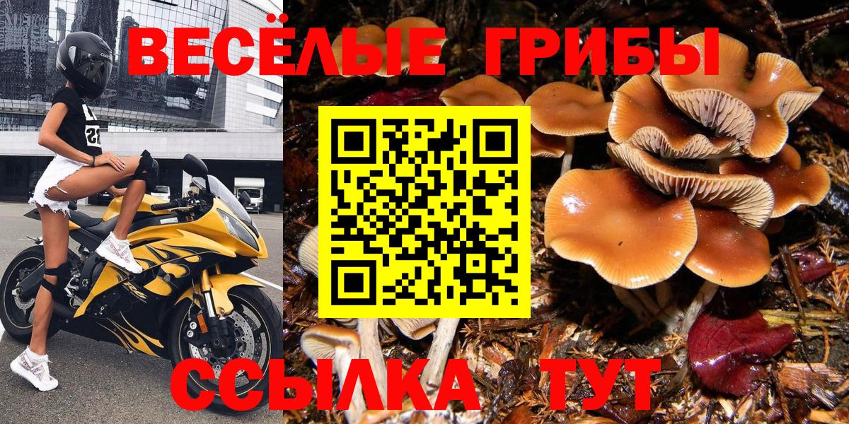 Галлюциногенные грибы Psilocybe Карпинск