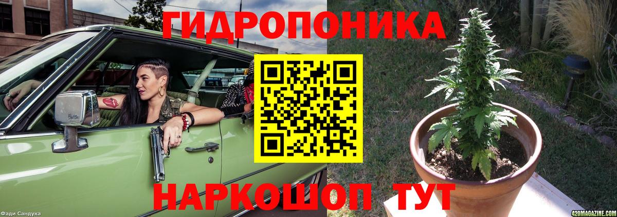 Конопля сатива Карпинск